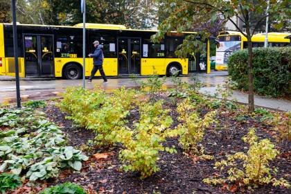 Drzewa, łąki i mały park. Wybrano 123 projektów Zielonego Budżetu