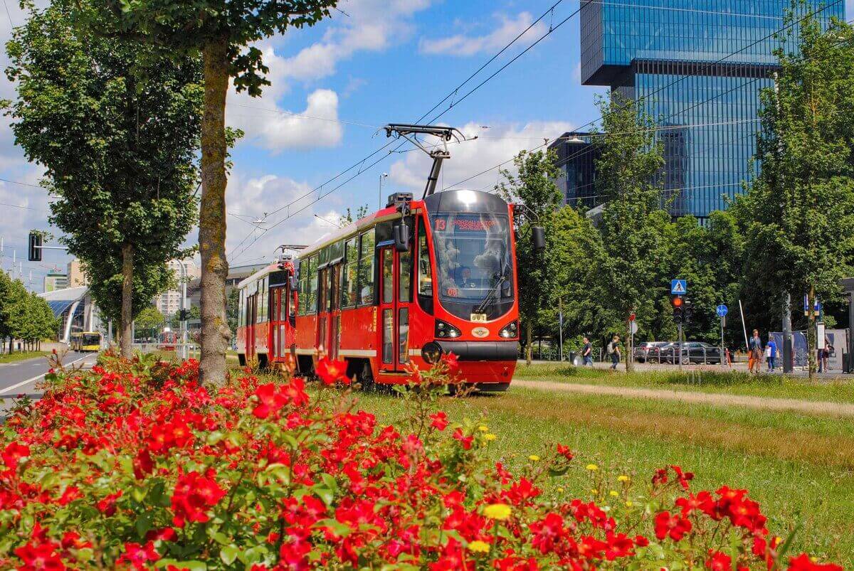 Zdjęcie 1: To nie jest Prima Aprilis! Katowice posadziły las przy Rynku